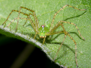 Картинка greenlynxspiderheadon животные пауки