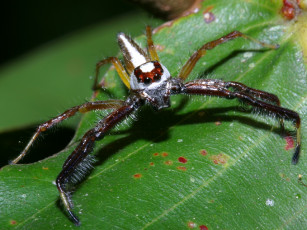 Картинка largevietnameseredandwhitejumpingspider животные пауки