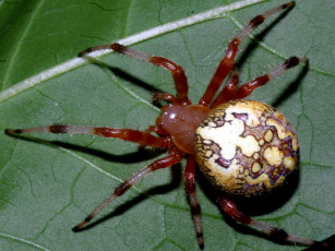 Картинка marbledspiderfromabove животные пауки