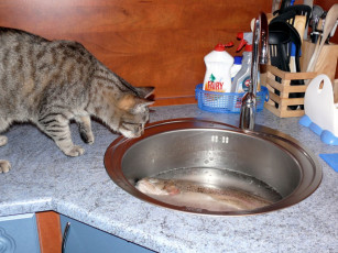 Картинка кот рыбак животные коты