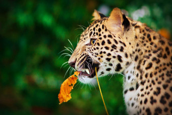 Картинка животные леопарды лист