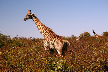 Картинка животные жирафы пятна шея