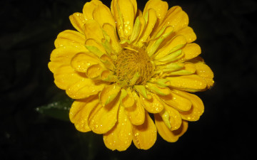 Картинка цветы цинния желтый макро капли
