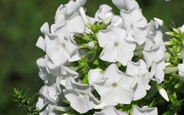 Картинка цветы флоксы белые