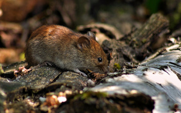 Картинка животные крысы мыши глазки-бусинки