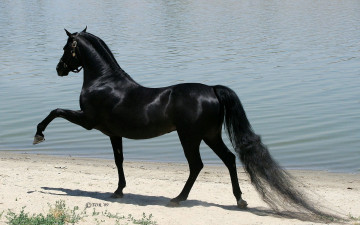 Картинка животные лошади красавец