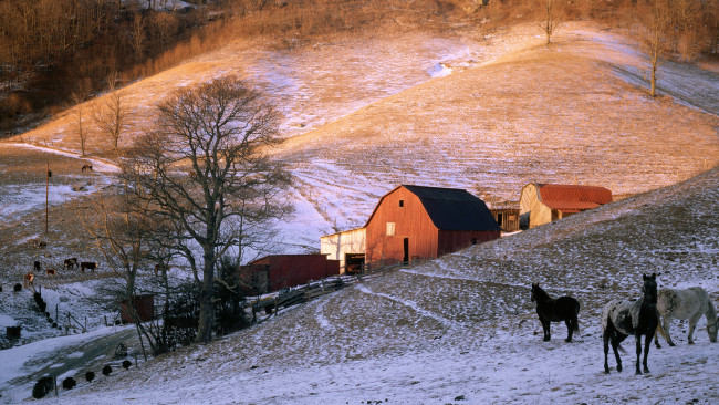 Обои картинки фото животные, лошади, деревья, дома, снег