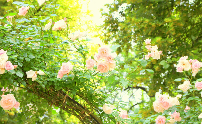 Обои картинки фото цветы, розы, утро