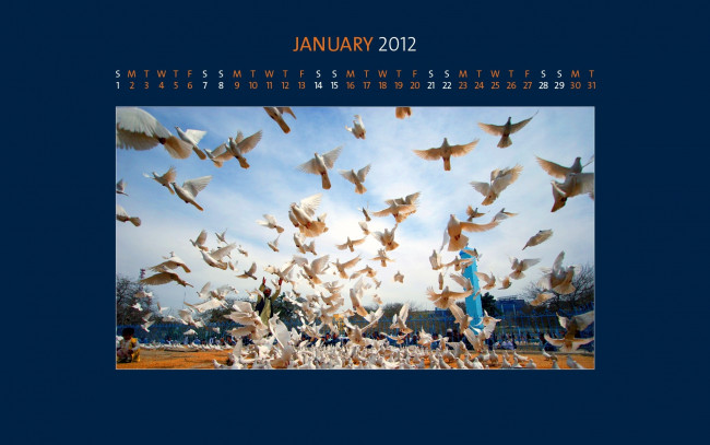 Обои картинки фото календари, животные, голуби