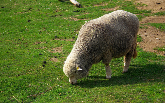Обои картинки фото животные, овцы, бараны, на, травке