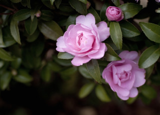 Картинка цветы камелии розовый дерево