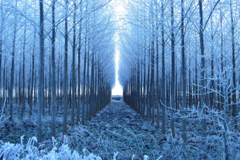 Картинка природа зима деревья ряды иней