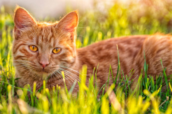 Картинка животные коты рыжий котэ кошка трава