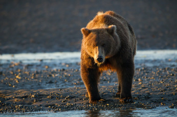 Картинка животные медведи медведь топтыгин
