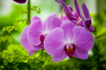 Картинка цветы орхидеи экзотика макро