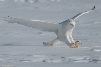 Картинка животные совы снег крылья зима полярная сова белая