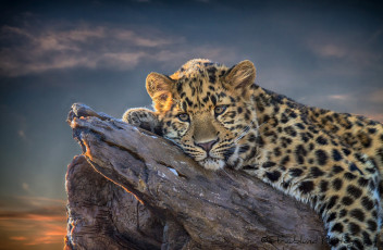 Картинка животные леопарды отдых пятна малыш