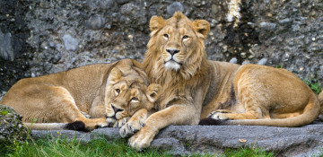 Картинка животные львы нежность пара