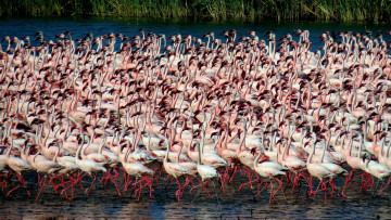 Картинка животные фламинго туча множество стая