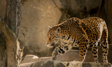 Картинка leopard животные Ягуары леопард дерево пещера ягуар