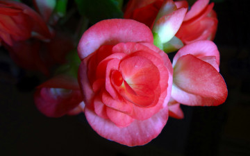 Картинка цветы бегония розовый