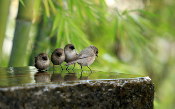 Картинка животные воробьи птицы камень вода