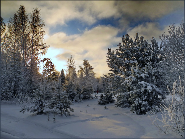Обои картинки фото природа, зима, мороз, лес, снег