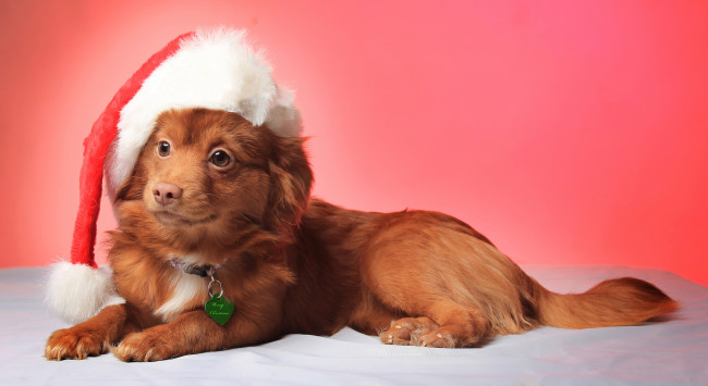 Обои картинки фото животные, собаки, dog, рождество, christmas, hat, view, smile, собака, взгляд, улыбка, шапка