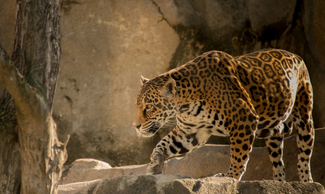 Обои картинки фото leopard, животные, Ягуары, леопард, дерево, пещера, ягуар