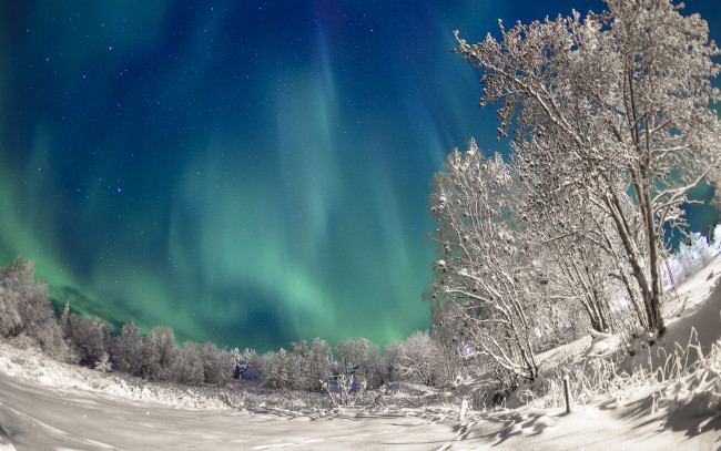Обои картинки фото природа, зима, снег, деревья, ночь, небо, северное, сияние
