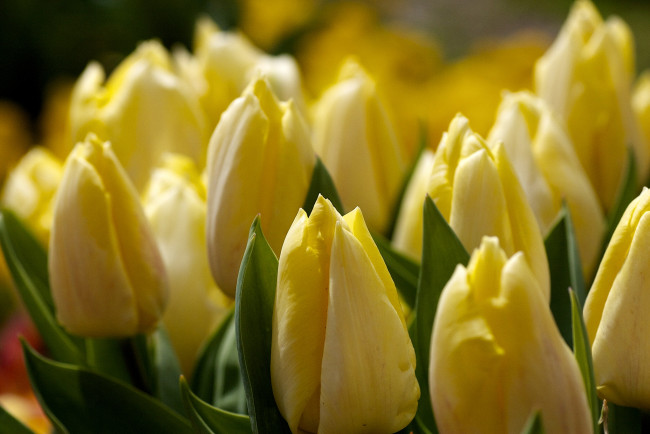 Обои картинки фото цветы, тюльпаны, желтый, бутоны