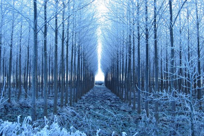 Обои картинки фото природа, зима, деревья, ряды, иней