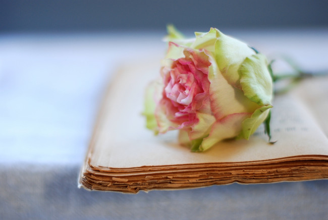 Обои картинки фото цветы, розы, книга, бутон