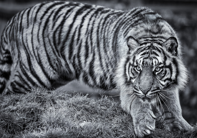 Обои картинки фото животные, тигры, хищник, полосатый