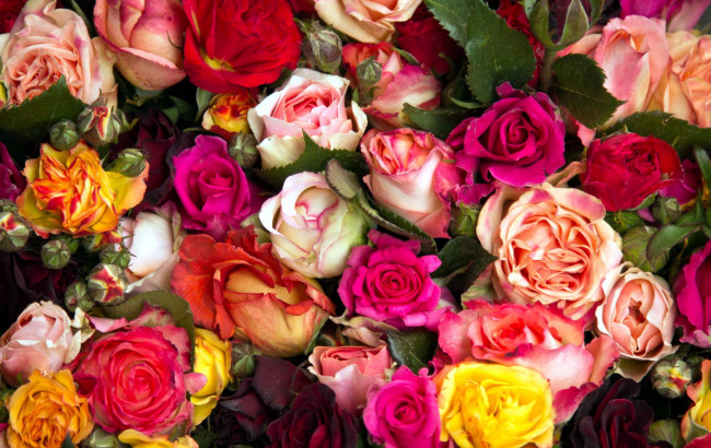 Обои картинки фото цветы, розы, разноцветный, много