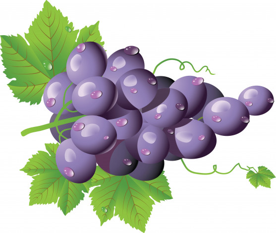 Обои картинки фото векторная графика, еда , food, гроздь, виноград