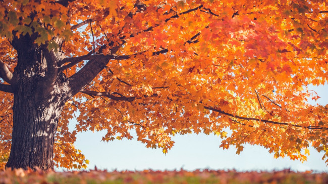 Обои картинки фото природа, деревья, дерево, осень