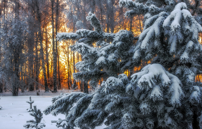Обои картинки фото природа, лес, деревья, снег