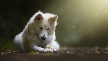 Картинка собака животные собаки