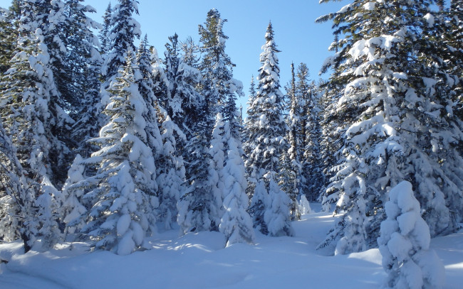 Обои картинки фото природа, лес, зима, тени, снег, сугробы, деревья, ели, пейзаж