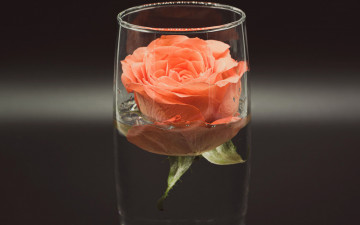 Картинка цветы розы бокал роза бутон