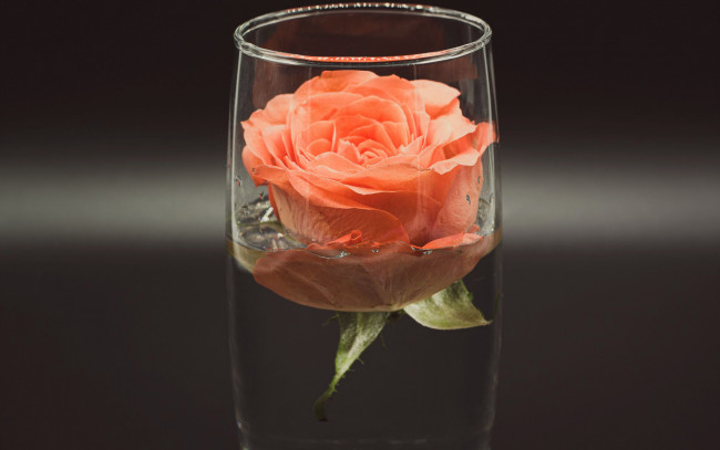 Обои картинки фото цветы, розы, бокал, роза, бутон