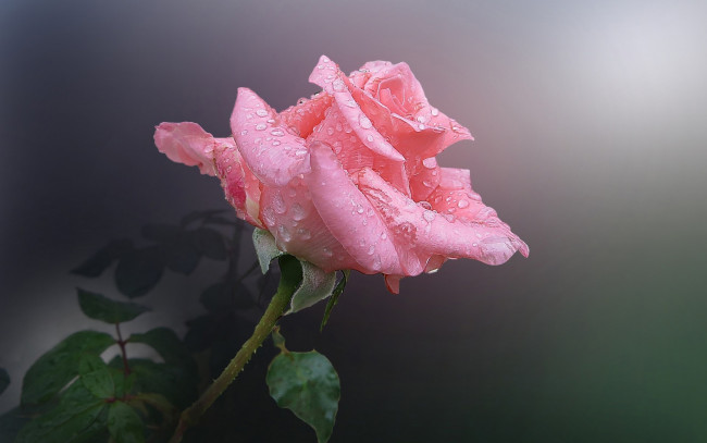 Обои картинки фото цветы, розы, нежная, розовая, роза, бутон, капли