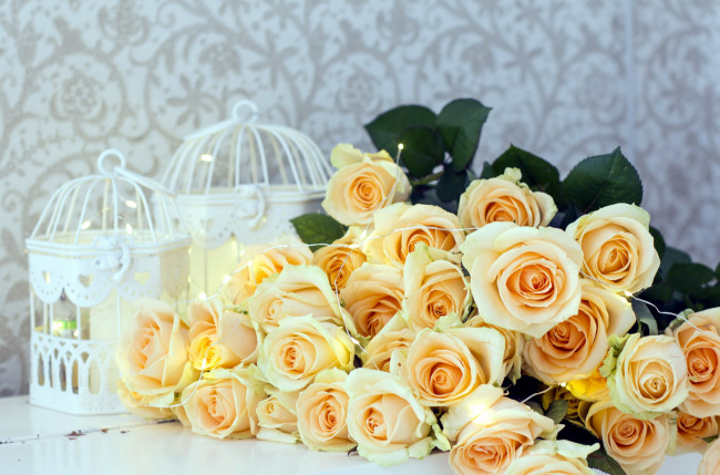 Обои картинки фото цветы, розы, чайные, много, бутоны