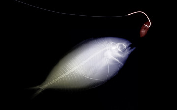 Картинка разное кости +рентген крючок рыба