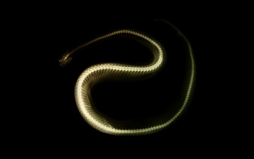 Картинка разное кости +рентген змея