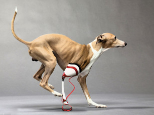 Картинка животные собаки собака инвалид протез лапа