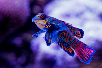 Картинка животные рыбы mandarinfish