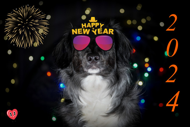 Обои картинки фото праздничные, - разное , новый год, собака