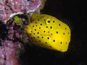 Картинка juvenile yellow boxfish животные рыбы